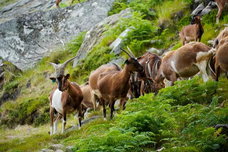 ALVÃO SHEPHERD'S HIKE - Introduction to the Alvão Shepherd’s Hike