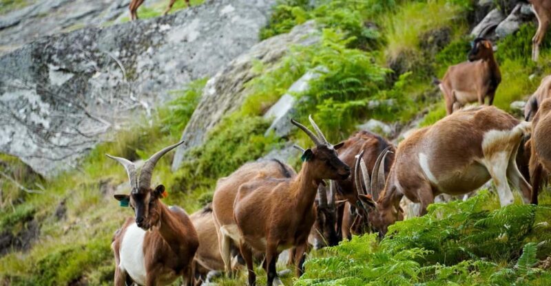 ALVÃO SHEPHERD'S HIKE - Frequently Asked Questions