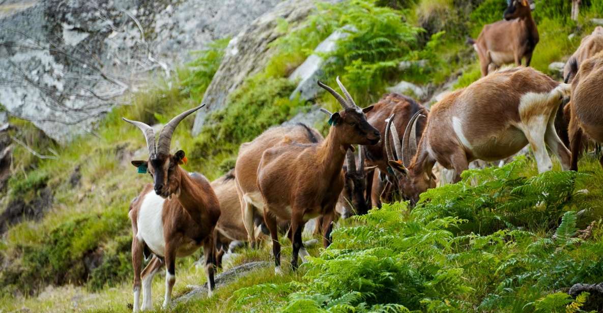 ALVÃO SHEPHERDS HIKE - Included in the Tour
