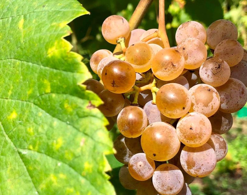 Alvarinho Wine Full Day Tour - Explore Melgaço and Monçãon