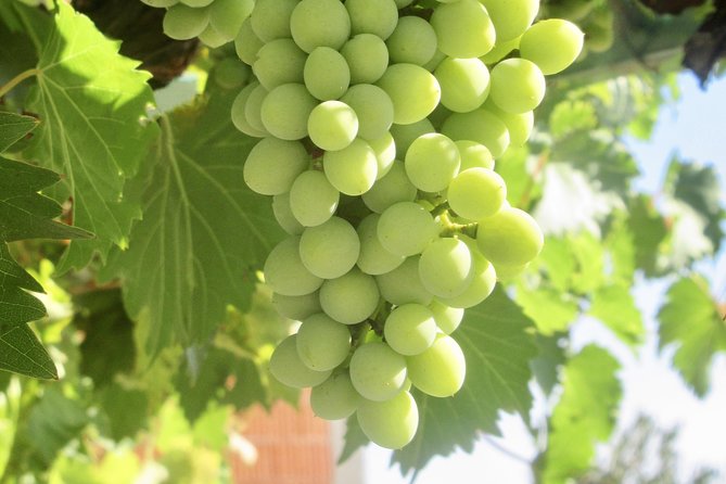 Amador County Wine Tasting Tours 6 to 8 Hour Private Tour 14 Pax - Booking Process