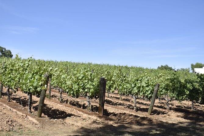 Amador County Wine Tasting Tours 6 to 8 Hour Private Tour 14 Pax - What to Expect