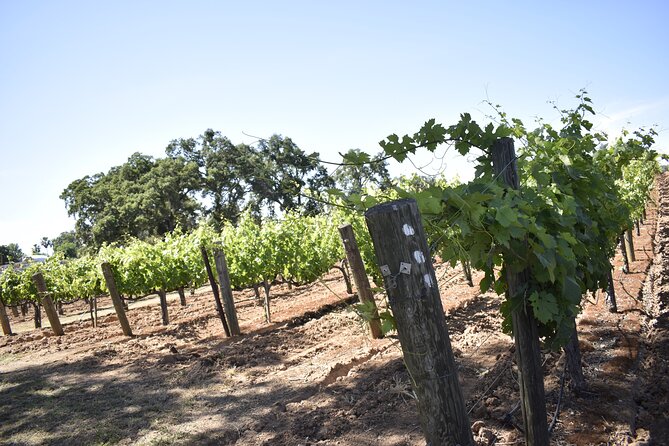 Amador County Wine Tasting Tours 6 to 8 Hour Private Tour 14 Pax - Sum Up