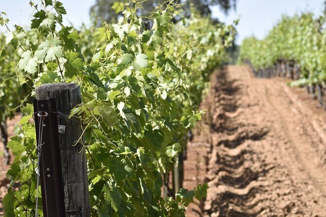 Amador County Wine Tasting Tours max 14 pax Private Wine Tours - The Sum Up: Is It Worth It?