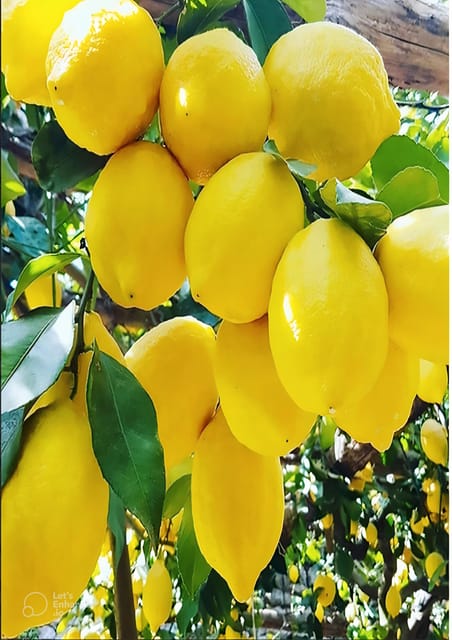 Amalfi Coast: lemon tour with tasting - Key Points