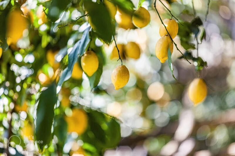 Amalfi Coast: lemon tour with tasting - What the Tour Offers and Why It Matters