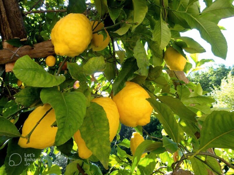 Amalfi Coast: lemon tour with tasting - Walking Among Lemon Groves: A Fragrant Stroll