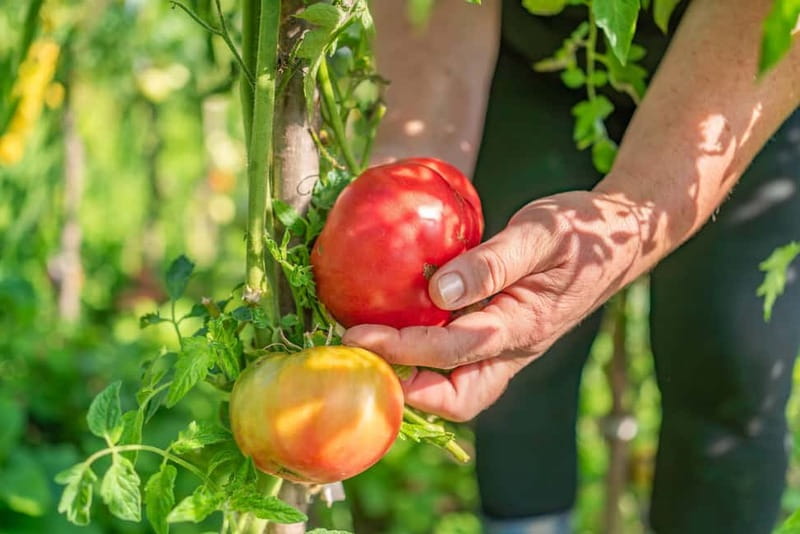 Amalfi Coast: Pizza & Mozzarella Class with Farmhouse visit - Practical Tips and Considerations