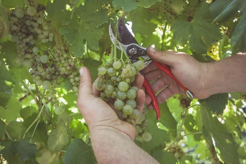Amalfi Coast: Vineyard Tour with Wine Tasting and Lunch - An In-Depth Look at the Amalfi Coast Vineyard Tour