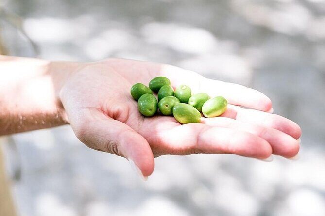 Amalfi Coast Vintage Tour with oil tasting in Ravello - Transportation and Group Size