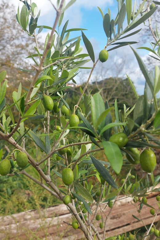 Amalfi: Cooking Class With Pasta, Mozzarella, and Tiramisù - Key Points