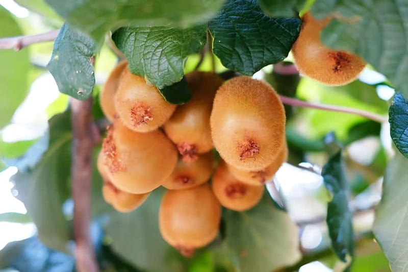 Amalfi: Grow your own vegetables and enjoy lunch with wine - Introduction