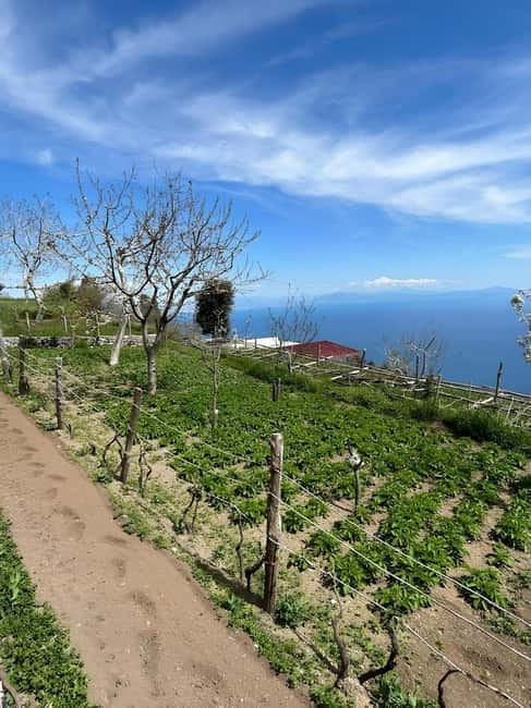 Amalfi: Grow your own vegetables and enjoy lunch with wine - Key Points