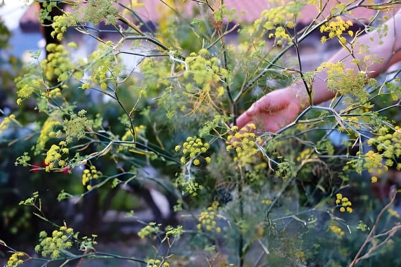 Amalfi: Grow your own vegetables and enjoy lunch with wine - The Itinerary: What You Can Expect
