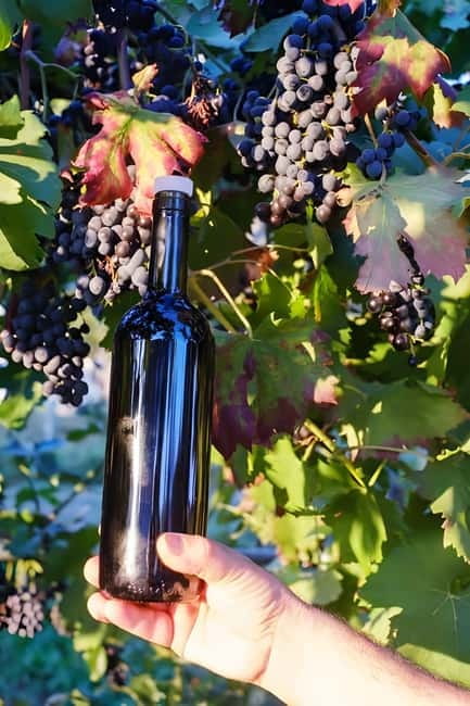 Amalfi: Grow your own vegetables and enjoy lunch with wine - The Experience from Other Travelers’ Perspectives
