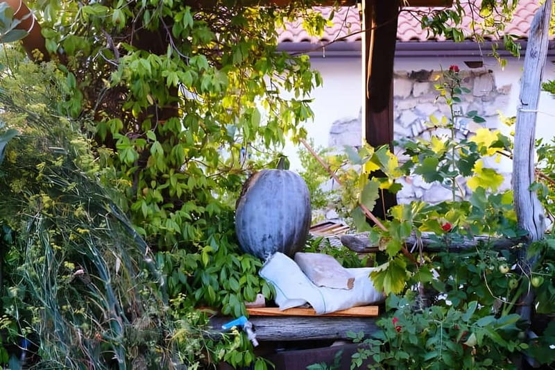 Amalfi: Grow your own vegetables and enjoy lunch with wine - The Sum Up