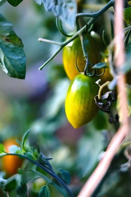 Amalfi: Grow your own vegetables and enjoy lunch with wine - FAQ