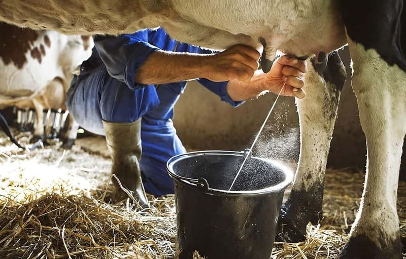 Amalfi: Milk the cows, Make Pasta, Mozzarella and Tiramisù! - Key Points  