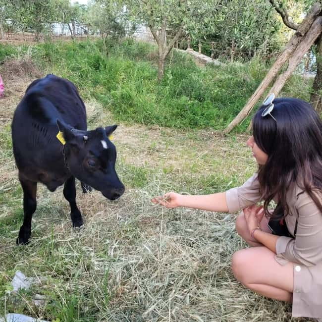 Amalfi: Milk the cows, Make Pasta, Mozzarella and Tiramisù! - Who Will Love This Experience?