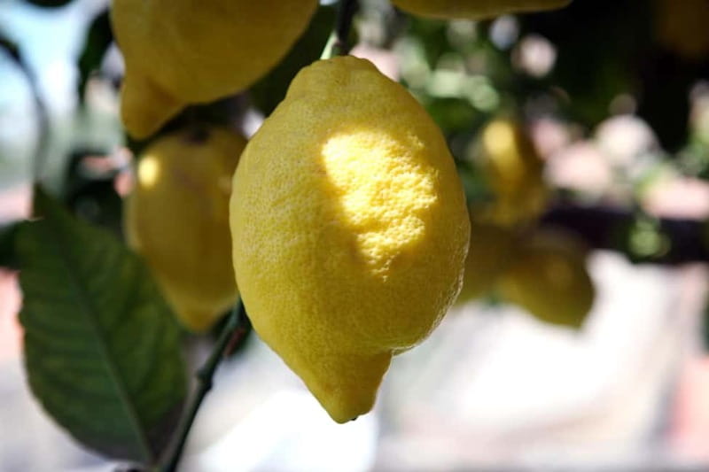 Amalfi Monumental Garden - Lemon Grove Guided Tour - Key Points