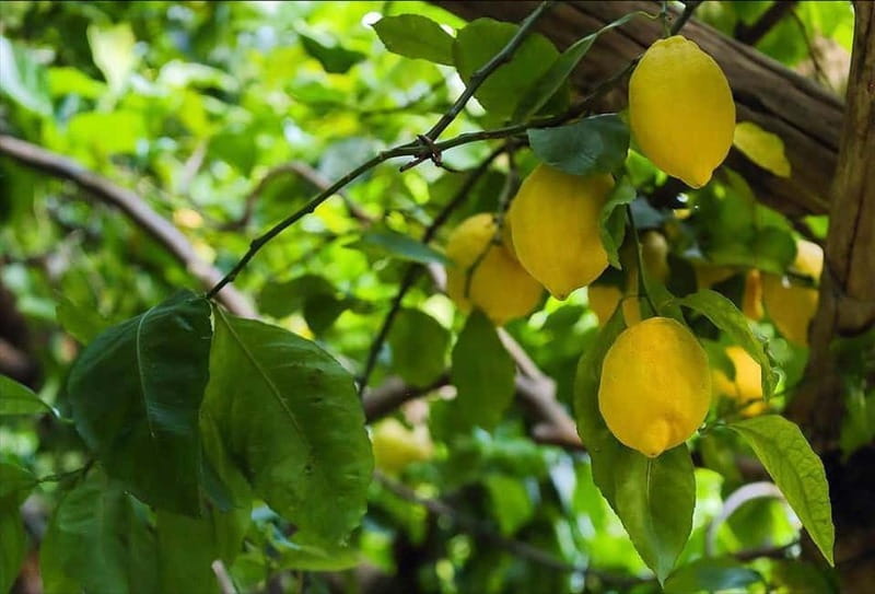 Amalfi Organic Lemon Tour & Wine Tasting - Authenticity and Charm in Amalfi: The Organic Lemon & Wine Tour