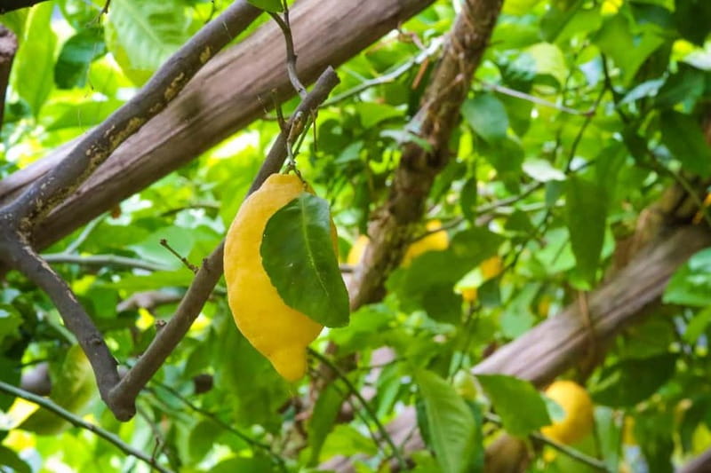 Amalfi Organic Lemon Tour & Wine Tasting - Key Points