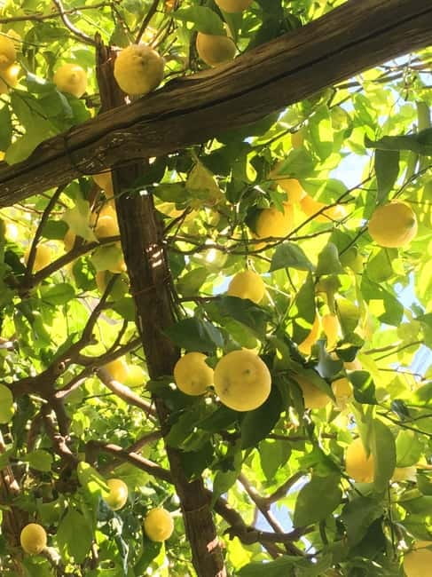 Amalfi Organic Lemon Tour & Wine Tasting - Final Thoughts