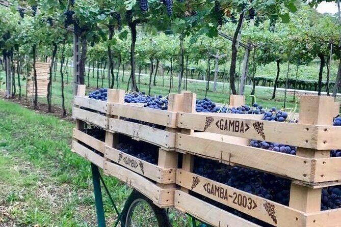 Amarone-Valpolicella private tour. Visit Verona. From Venice - Key Points