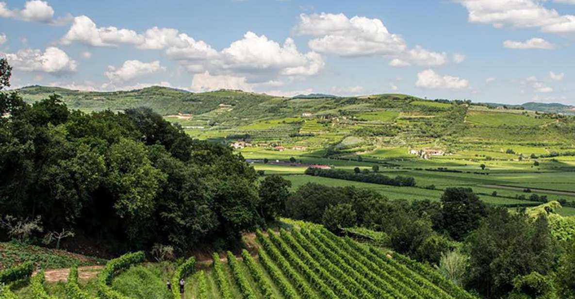 Amarone Wine Tasting Tour. Visit Verona. From Venice - Valpolicella Wine Tasting