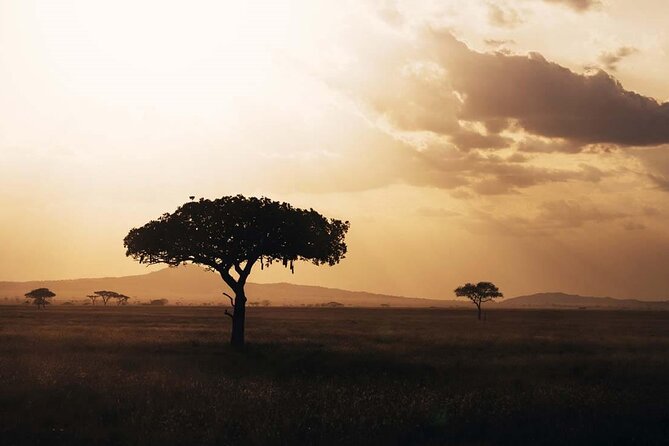 Amazing 4 Days Safari 3 Nights: Tarangire, Ngorongoro, Serengeti - Itinerary Highlights