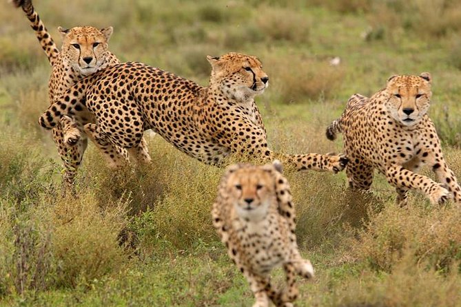 Amazing 4 Days Safari 3 Nights: Tarangire, Ngorongoro, Serengeti - Pricing Details
