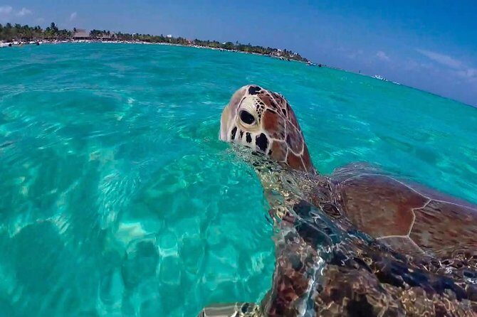 Amazing Adventure in Akumal. Swim with turtles and discover Tulum Ruins. - Key Points
