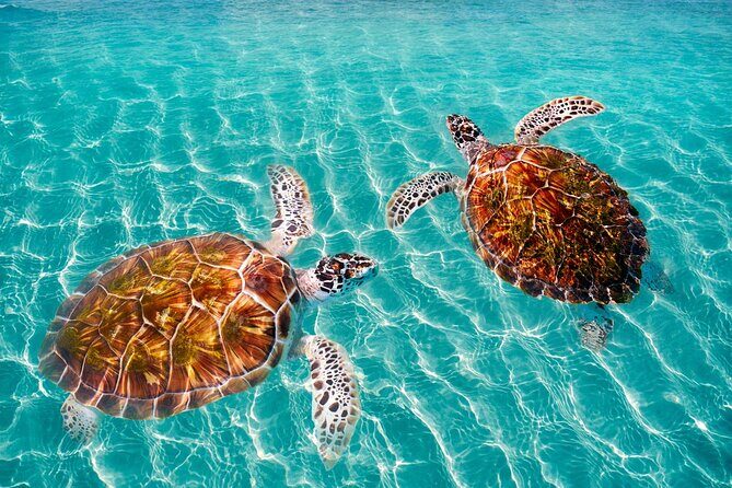Amazing Adventure in Akumal. Swim with turtles and discover Tulum Ruins. - Why This Tour Is a Good Fit