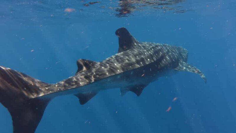 Amazing Adventure, Search and Swim with Whale Sharks on Holbox Island - Transport, Duration, and Group Size