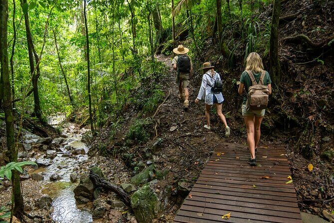 Amazing Daintree Rainforest Tour Waterfall Hike, Lunch, Swim & Crocodile Cruise - An In-Depth Look at the Daintree Rainforest Tour