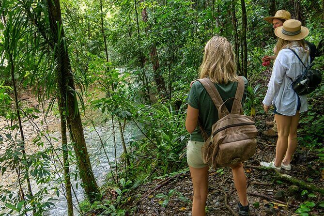Amazing Daintree Rainforest Tour Waterfall Hike, Lunch, Swim & Crocodile Cruise - Who Should Consider This Tour?