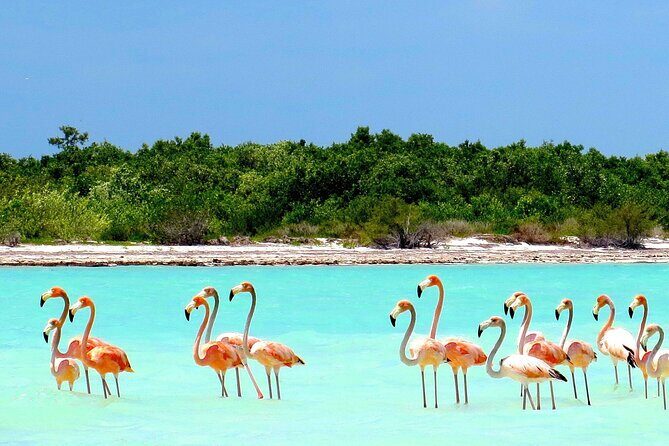 Amazing HOLBOX Full day tour and Cenote swim experience from Cancun! - FAQ