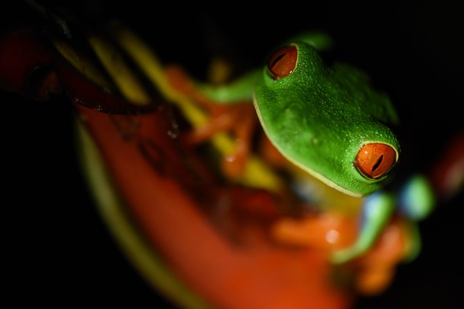 Amazing Red-Eyed Frog Night Walk La Fortuna - Good To Know