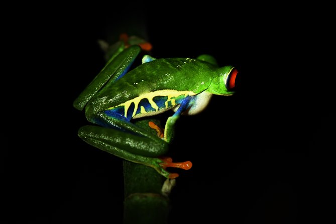 Amazing Red-Eyed Frog Night Walk La Fortuna - Highlights of the Night Walk