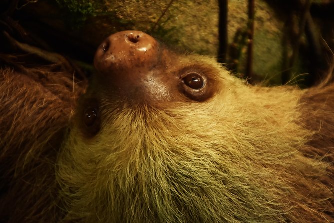 Amazing Red-Eyed Frog Night Walk La Fortuna - Traveler Reviews and Ratings