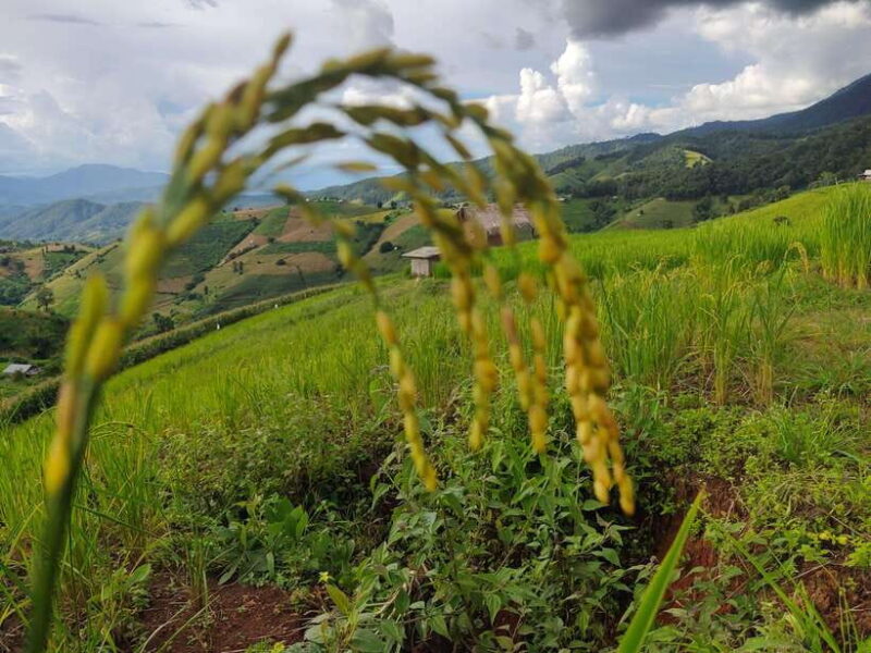 Amazing Rice-Fields Terraces of Ban Pa Pong Pieng. (Private) - Accommodation and Meals