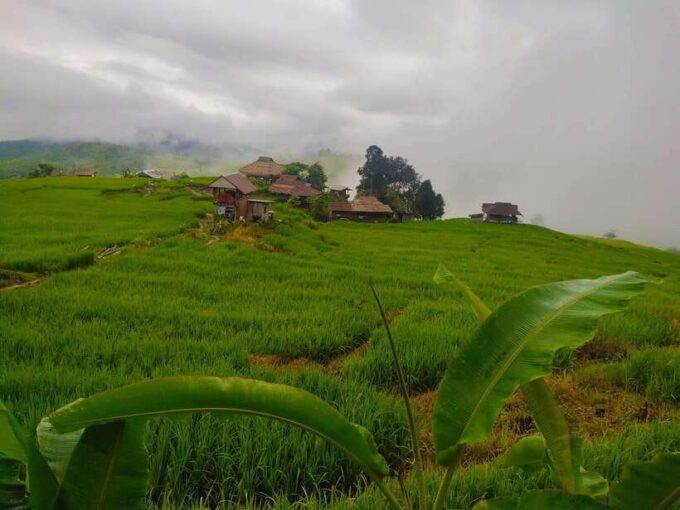 Amazing Rice-Fields Terraces of Ban Pa Pong Pieng. (Private) - Activity Highlights