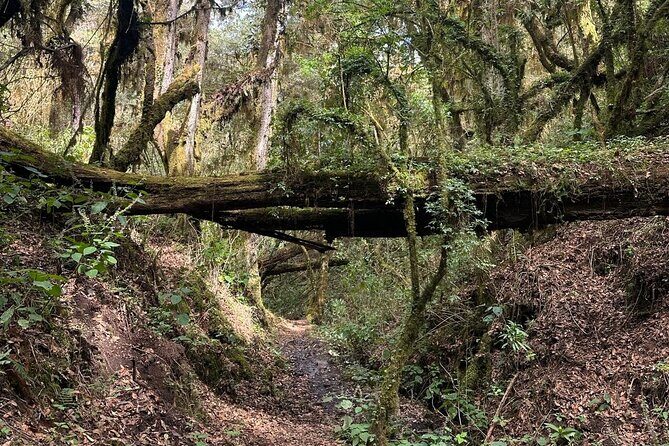 Amazing Walk through the Zapotec Mountains with Hot Chocolate - Exploring the Zapotec Mountains: A Hiking Adventure with Warm Drinks in Oaxaca