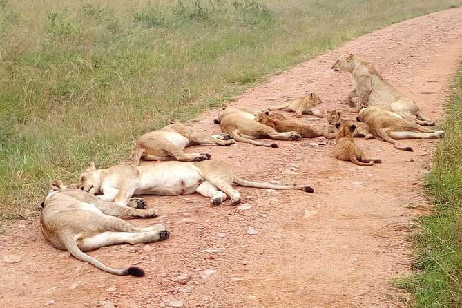 Amboseli National Park Day Tour From Nairobi - Good To Know