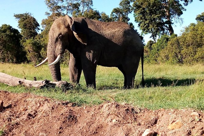 Amboseli National Park Day Tour From Nairobi - Wildlife Viewing Experience