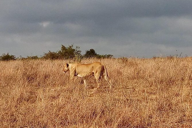Amboseli National Park Day Tour From Nairobi - Reviews and Customer Feedback