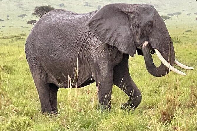 Amboseli national park over night - Who Should Consider This Tour?