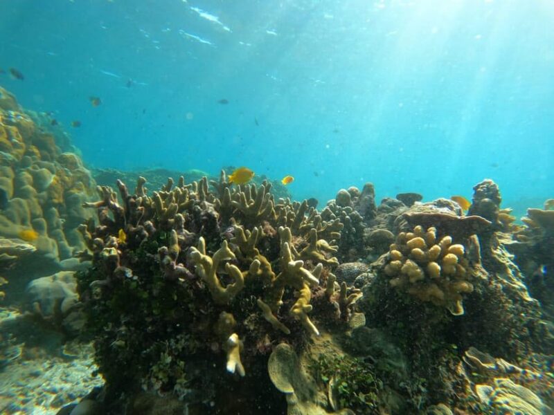 Amed Bali : Senorkling Tour Underwater Temple - Inclusions and Amenities