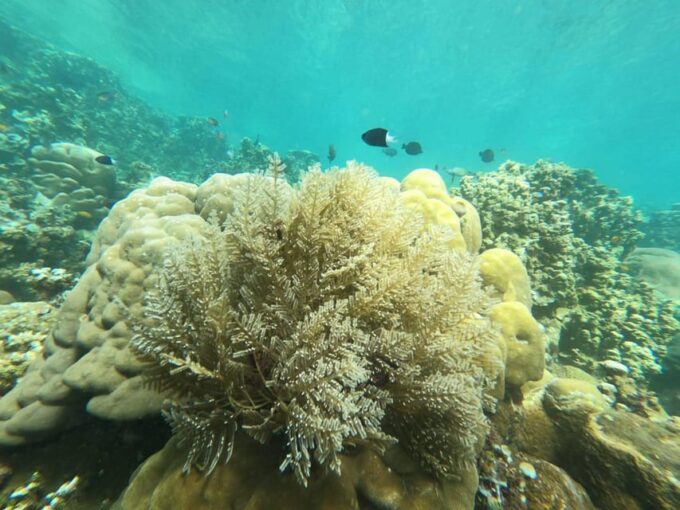 Amed Bali : Senorkling Tour Underwater Temple - Taking in Jemele Temple Underwater