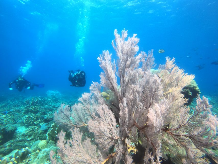 Amed: Guided Scuba Dive for Beginners/Non Certified Divers - Frequently Asked Questions